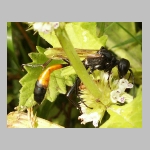 Ammophila sabulosa - Sandwespe 60-w02 20mm.jpg
